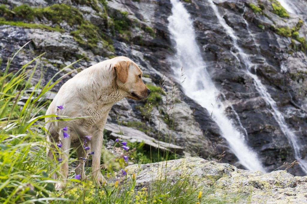 A golden retriever on the background of a waterfall. Traveling with a pet.