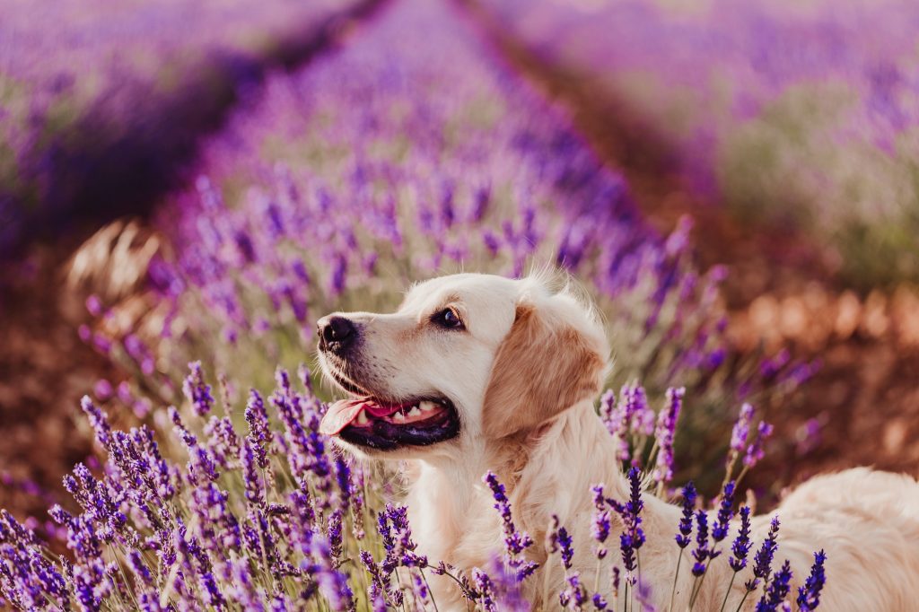 beautiful Golden Retriever dog in purple lavender field at sunset. Pets in nature and lifestyle