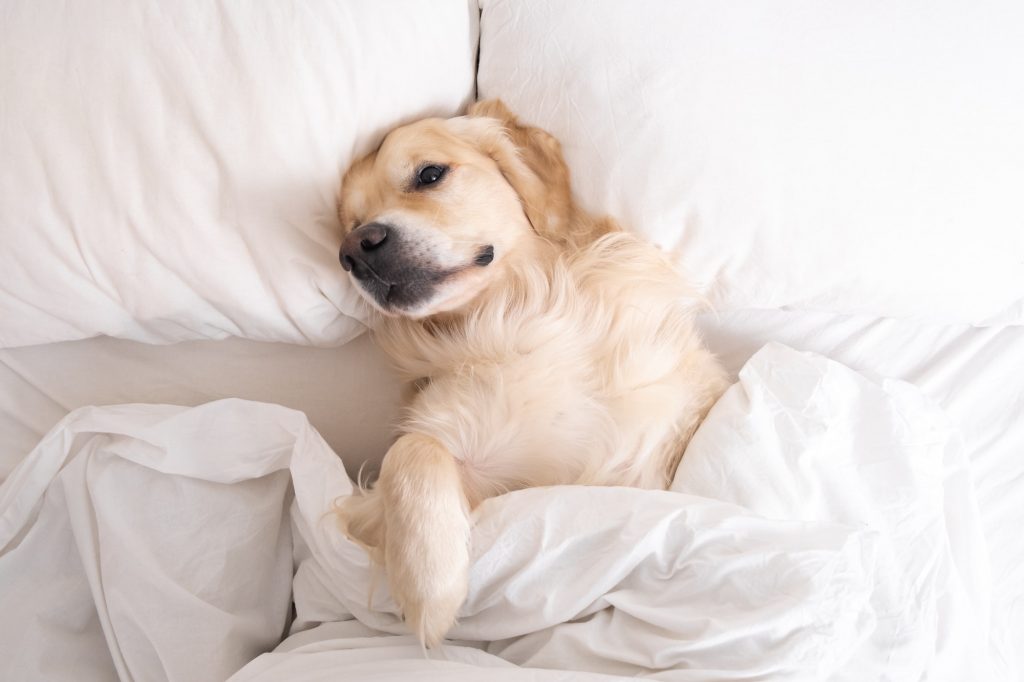 Cute dog sleeping under a white blanket. Golden Retriever lies and rests in a cozy bed.