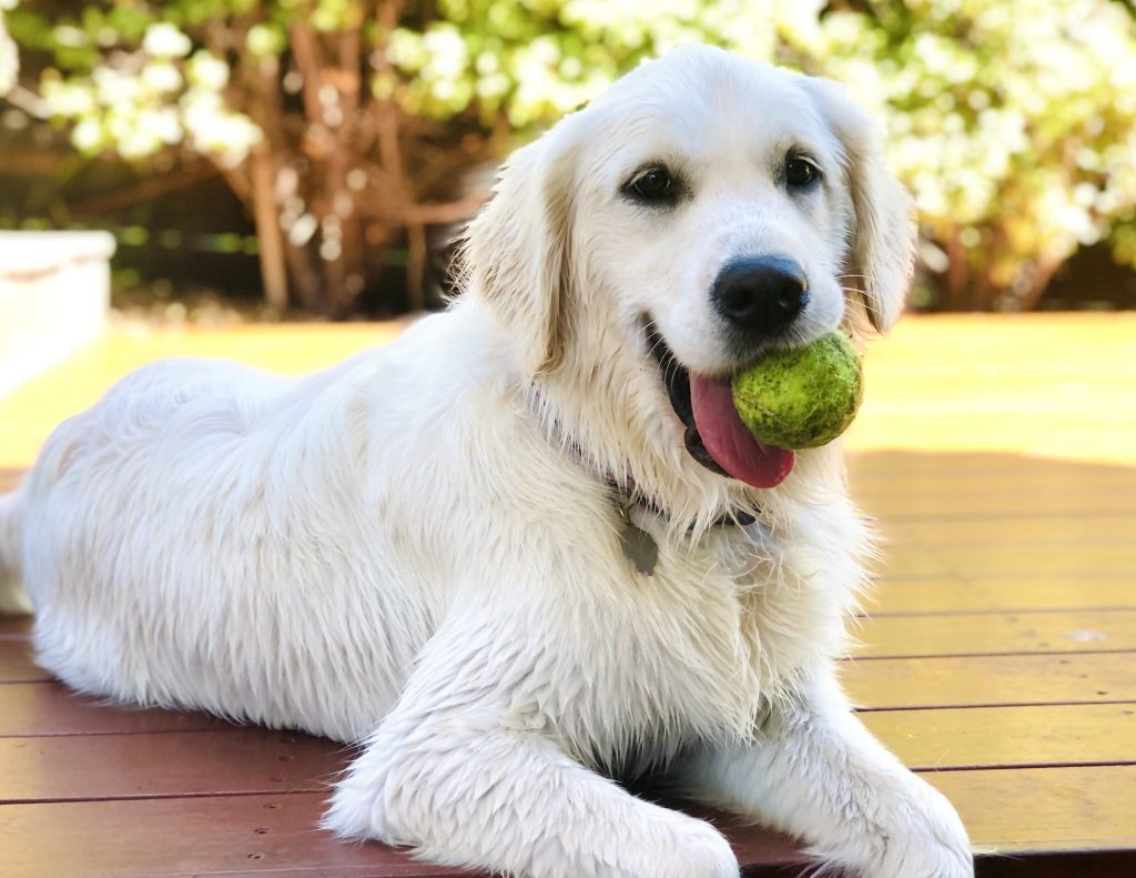 Golden retriever