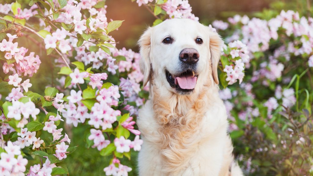 Golden retriever dog