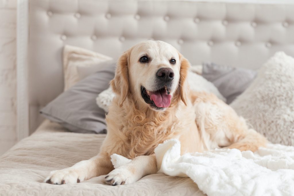 Golden retriever dog on bed