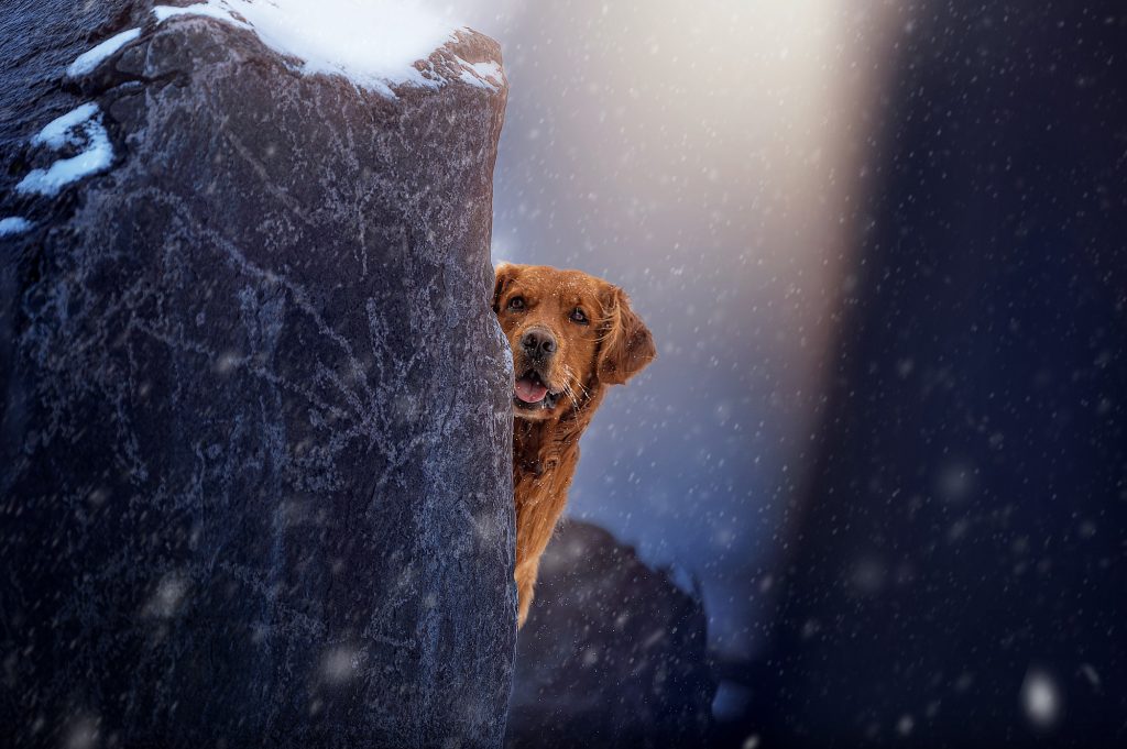 Golden retriever in the snow