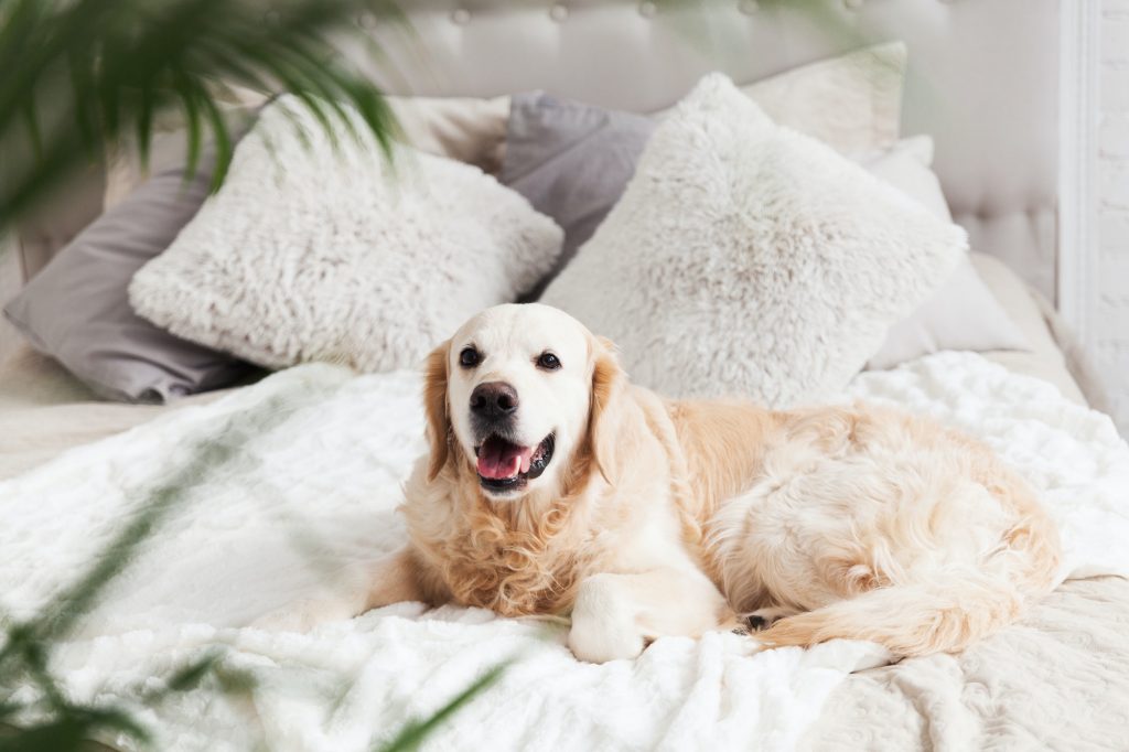 Golden retriever puppy dog in luxurious bright colors classic eclectic style bedroom