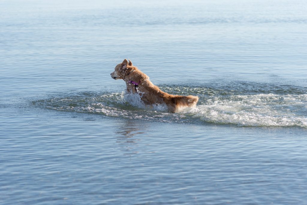 Golden Retriever swimming