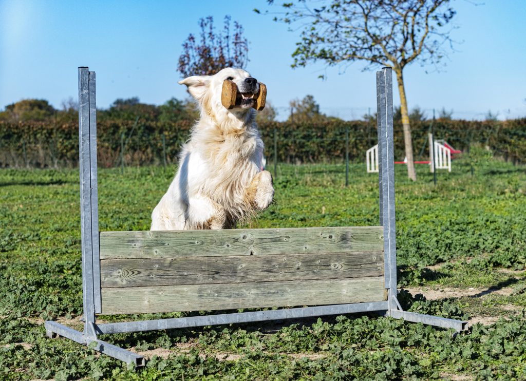 jumping golden retriever