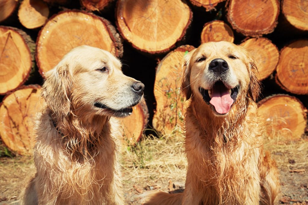 Two golden retriever dogs