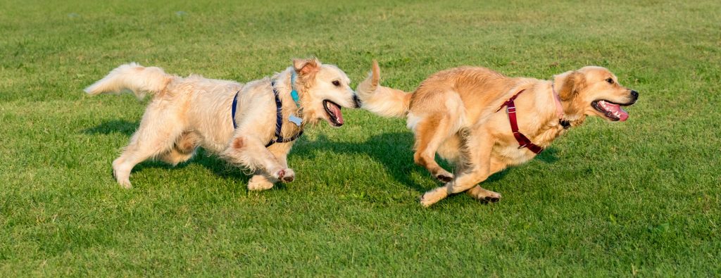 Two Golden Retriever running on grass