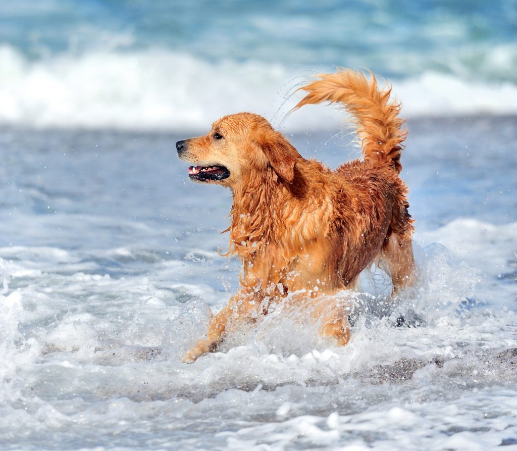 Young golden retriever