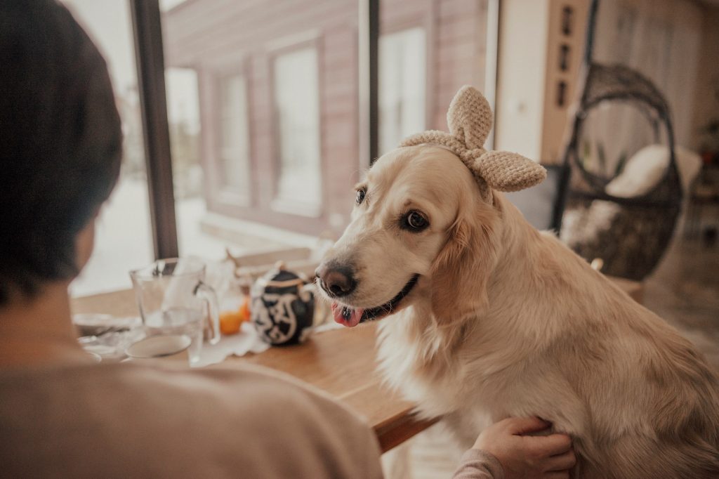 A golden retriever waiting something to eat from its owner in a funny accessories on its head