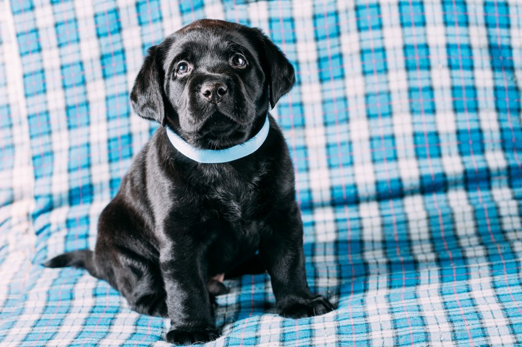 Beautiful Black Labrador Puppy Dog