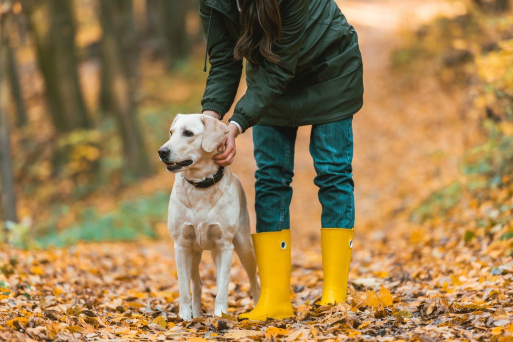 cropped image of woman adjusting dog collar on golden retriever in autumnal forest