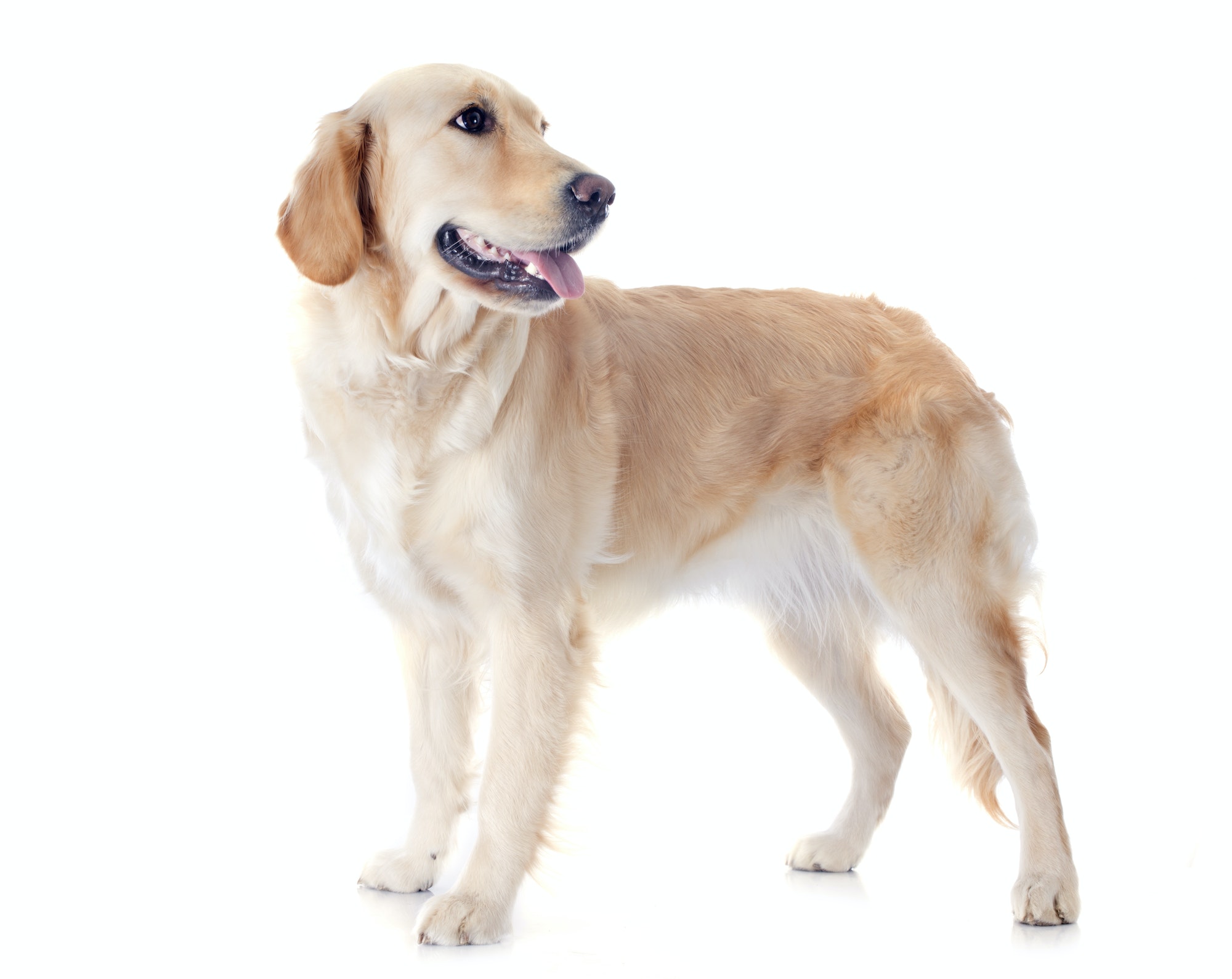 Most Popular Golden Retriever Dog Names Golden Retriever Blog