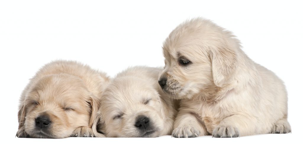 Golden Retriever puppies, 4 weeks old, in front of white background