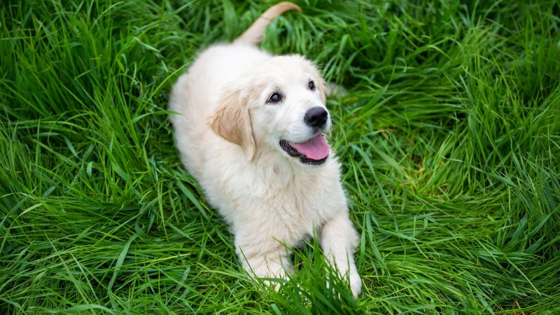Golden Retrievers Why They Bark and How to Stop It