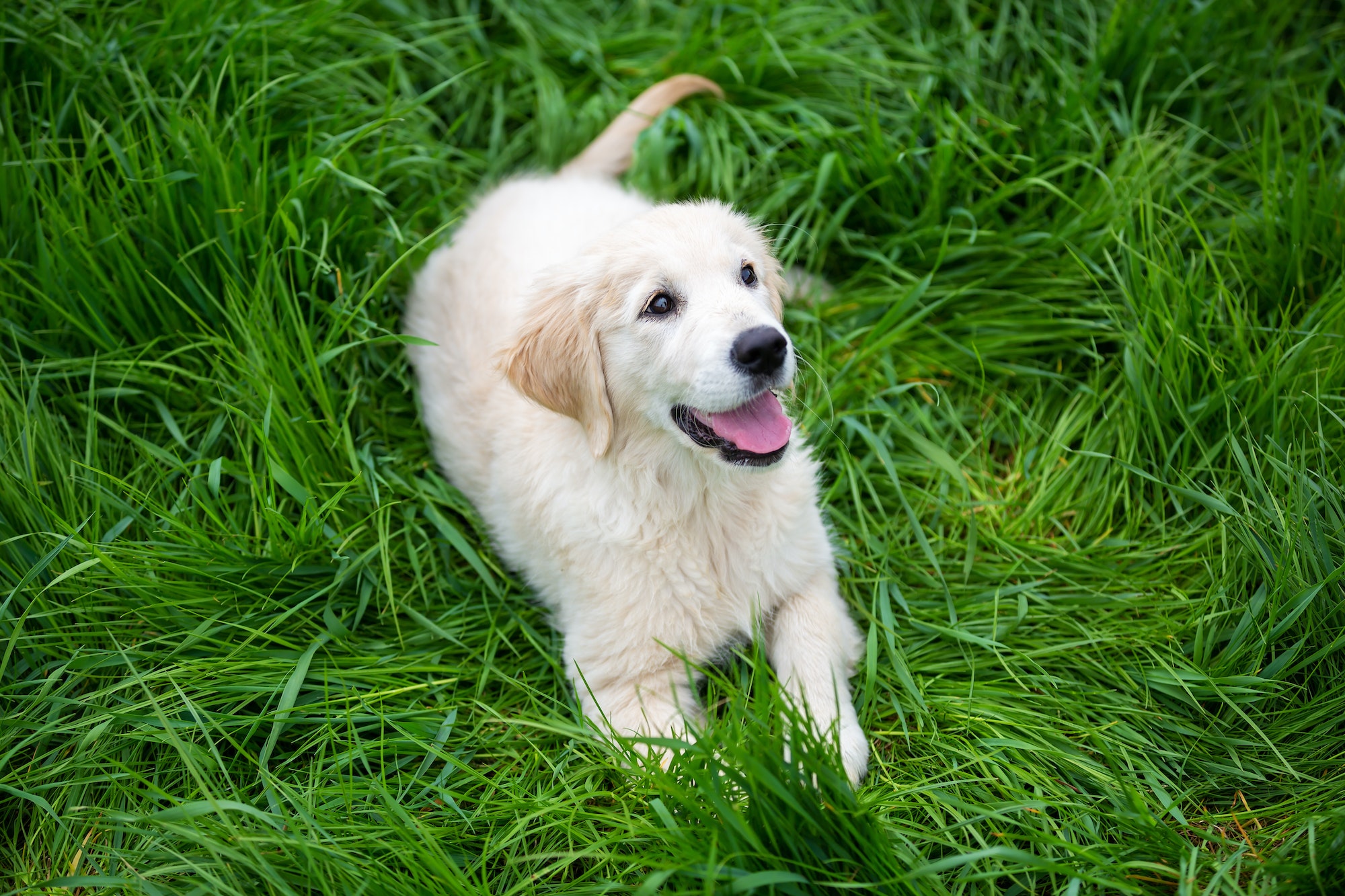 Golden Retrievers Why They Bark and How to Stop It