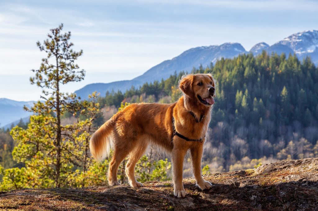 Golden Retriever sitting by a cliff with Canadian Mountain Landscape
