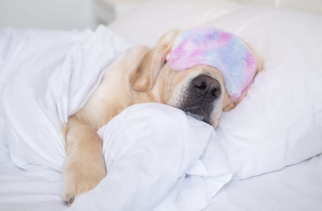 Golden Retriever sleeps in a pink sleep mask.