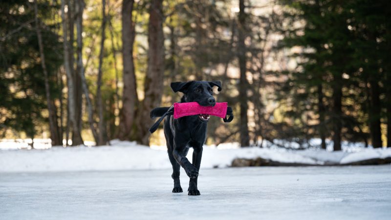 Essential Commands You Need to Teach Your Dog