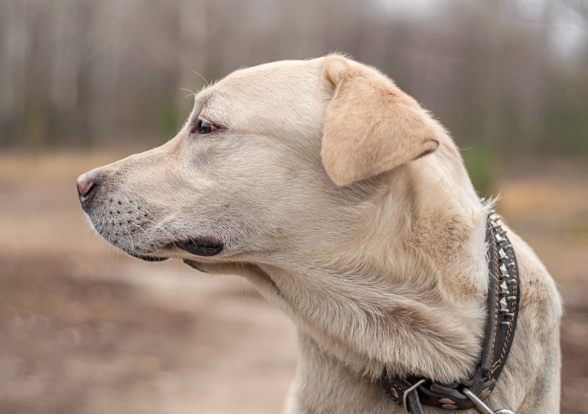 Golden Retriever vs Labrador Which One is Right for You?