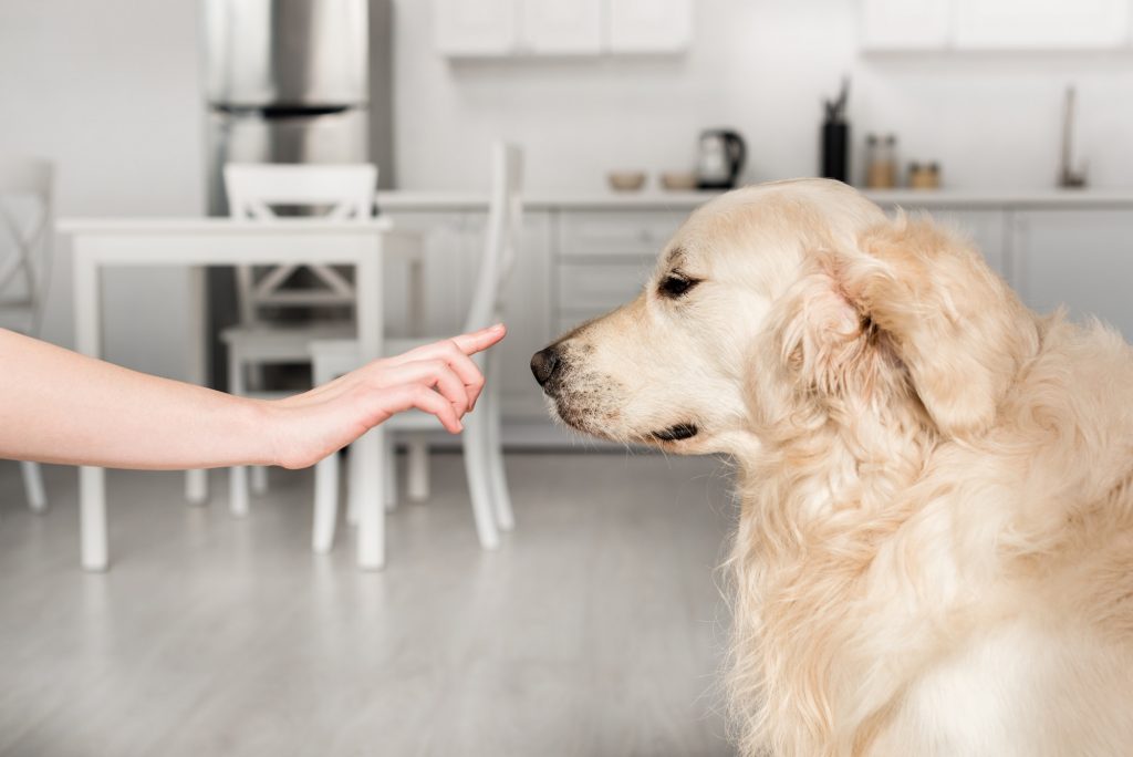 side view of woman training cute golden retriever in kitchen