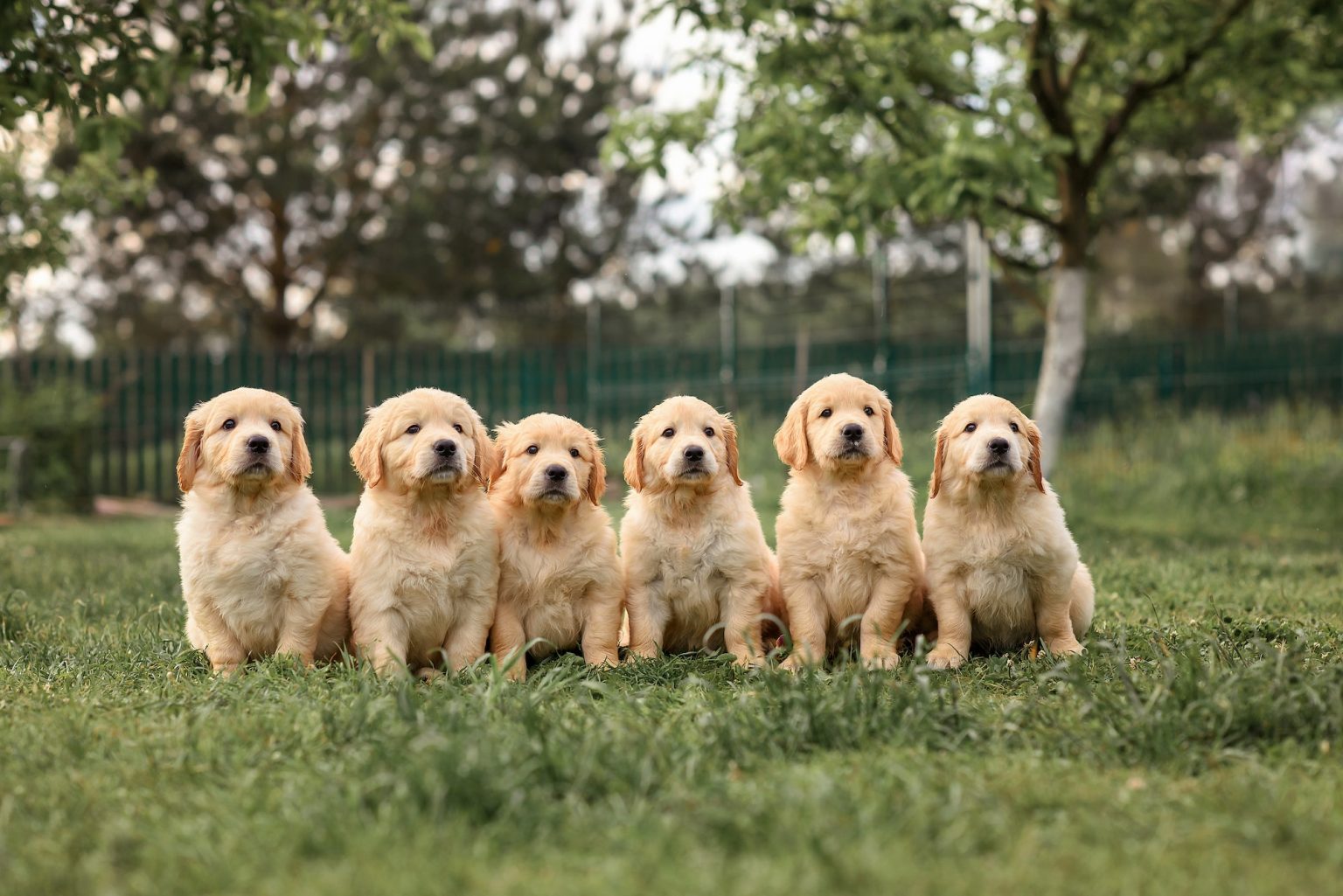 Looking for the perfect Golden Retriever Puppy? Golden Retriever Blog