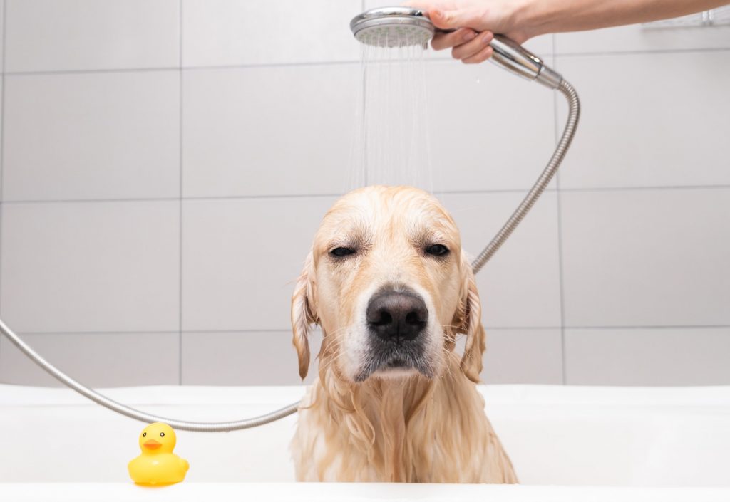 The girl's hands wash the dog in a bubble bath. The groomer washes his golden retriever with a showe